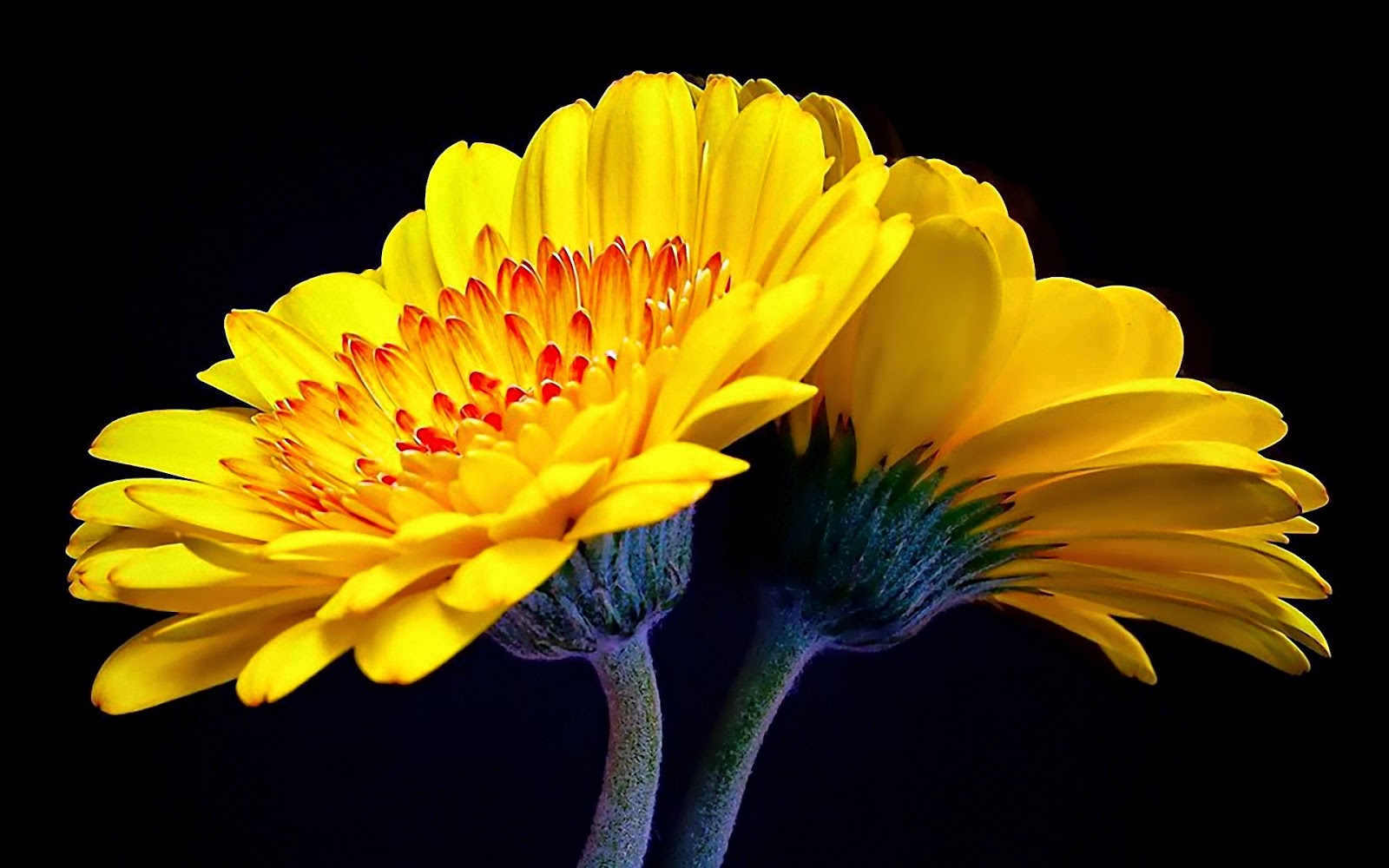 Yellow Flower Http Refreshrose Blo Yellow Flower