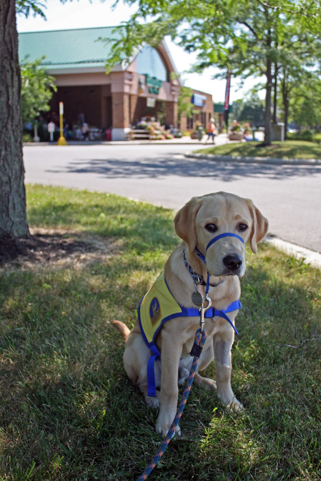 Raising a Super Dog moved to Dogs for a dollar