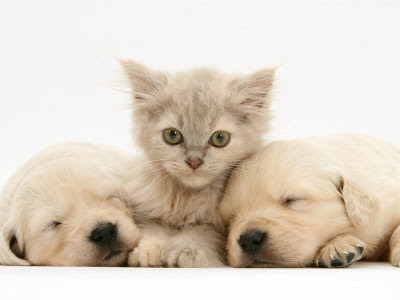 Puppies And Kittens