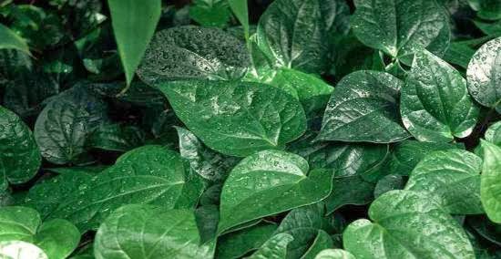 Get Manfaat Daun Sirih Hijau Untuk Kesehatan Pictures