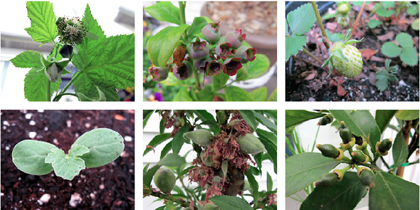 container fruiting tree and shrubs