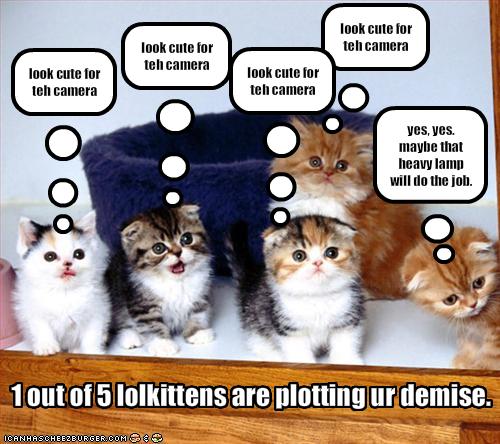 Cute Kittens Saying Funny Things wallpaper background