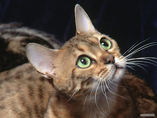 gambar kucing ,kucing lucu ,kucing persia ,kucing anggora,anak kucing