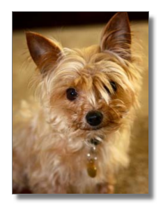 Rescued With Love Dog Diary Rescued With Love Dog Diary