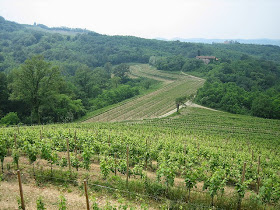 Friuli-Venezia Giulia vineyards