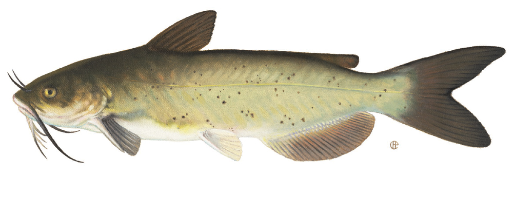 Giant Channel Catfish