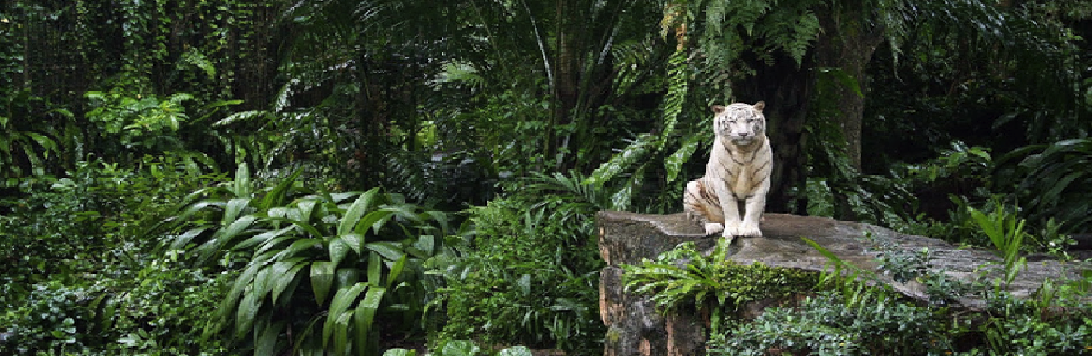 JungleWatch