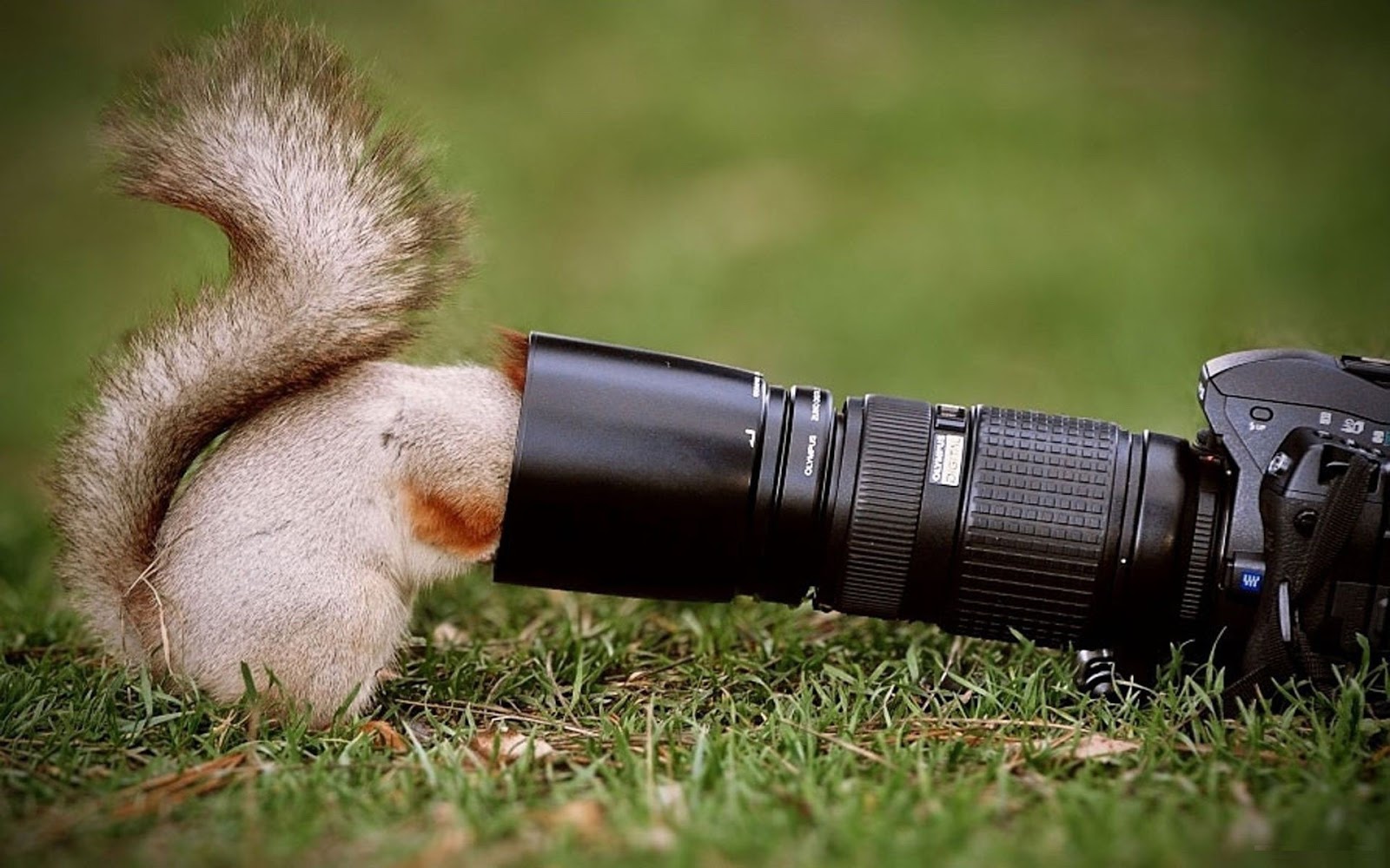 Squirrel Looking into Camera Funny Wallpapers Latest
