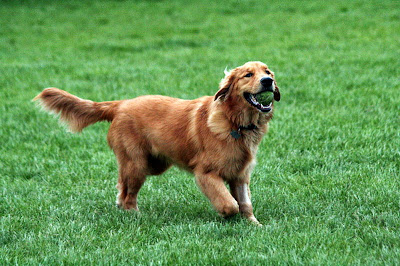 golden retriever perro hermoso
