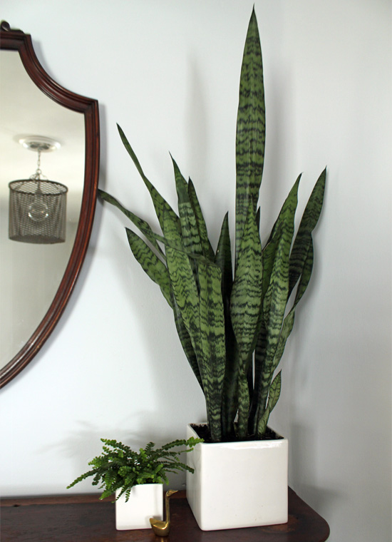 How To Style Your House Plants The Endless Pursuit