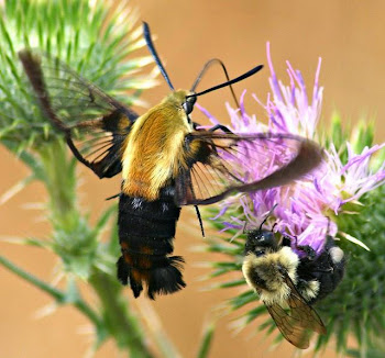 Flying Honey Bee