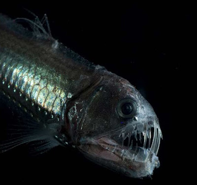 Top 10 Interesting And Weird Living Organism Viperfish-Biggest-Dolphins-Finding-Nemo