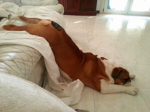 Cute dogs - part 11 (50 pics), dog sleeping on funny position