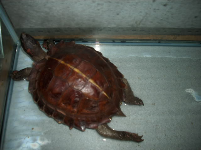 Heosemys spinosa-semi aquatic :: Reptilia Mania