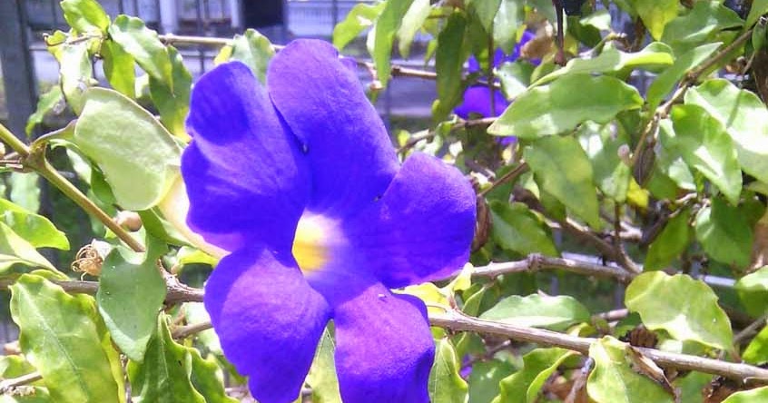 Foto Bunga Terompet Warna Ungu - Blog Foto Ari
