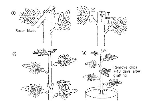 grafting diagram xtremehorticulture of the desert some q and as on grafting diagram xtremehorticulture of the desert some q and as on