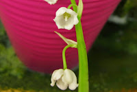 Convallaria majalis