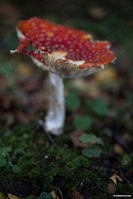 rencontre arboriculture