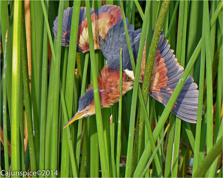 Compact Camera, Best Photo of the Day in Emphoka by Cajunspice, Panasonic DMC-FZ200, https://flic.kr/p/nANePa Compact Camera, Best Photo of the Day in Emphoka by Cajunspice, Panasonic DMC-FZ200, https://flic.kr/p/nANePa