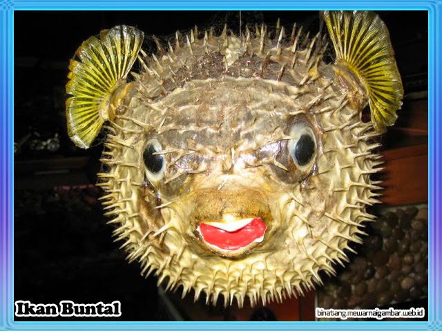 Ikan Buntal Ikan Buntal