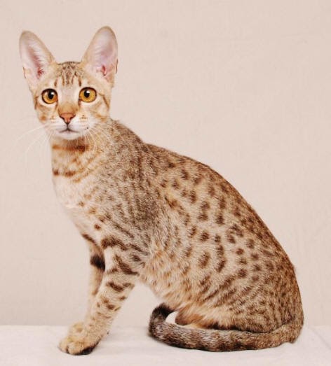 allerca hypoallergenic cat price