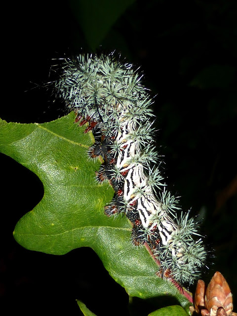 Automeris cecrops pamina caterpillar Automeris cecrops pamina caterpillar
