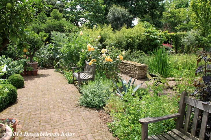 Descubriendo hojas: Chelsea Physic Garden, un jardín de ensueño