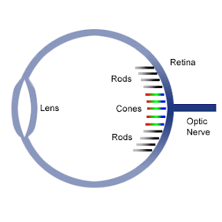 Rods And Cones In A Cat S Eye Rods And Cones In A Cat S Eye