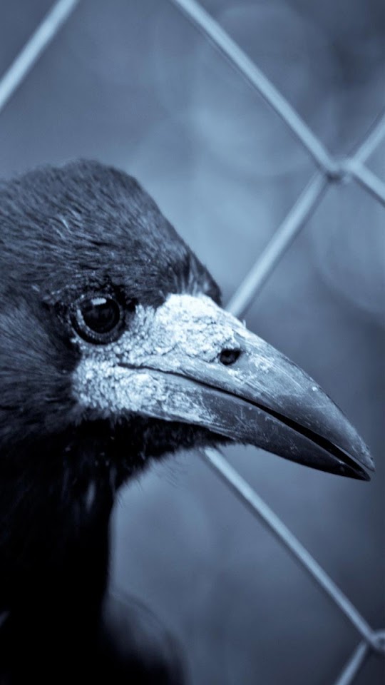 Black Crow Profile Dark Background Android Wallpaper