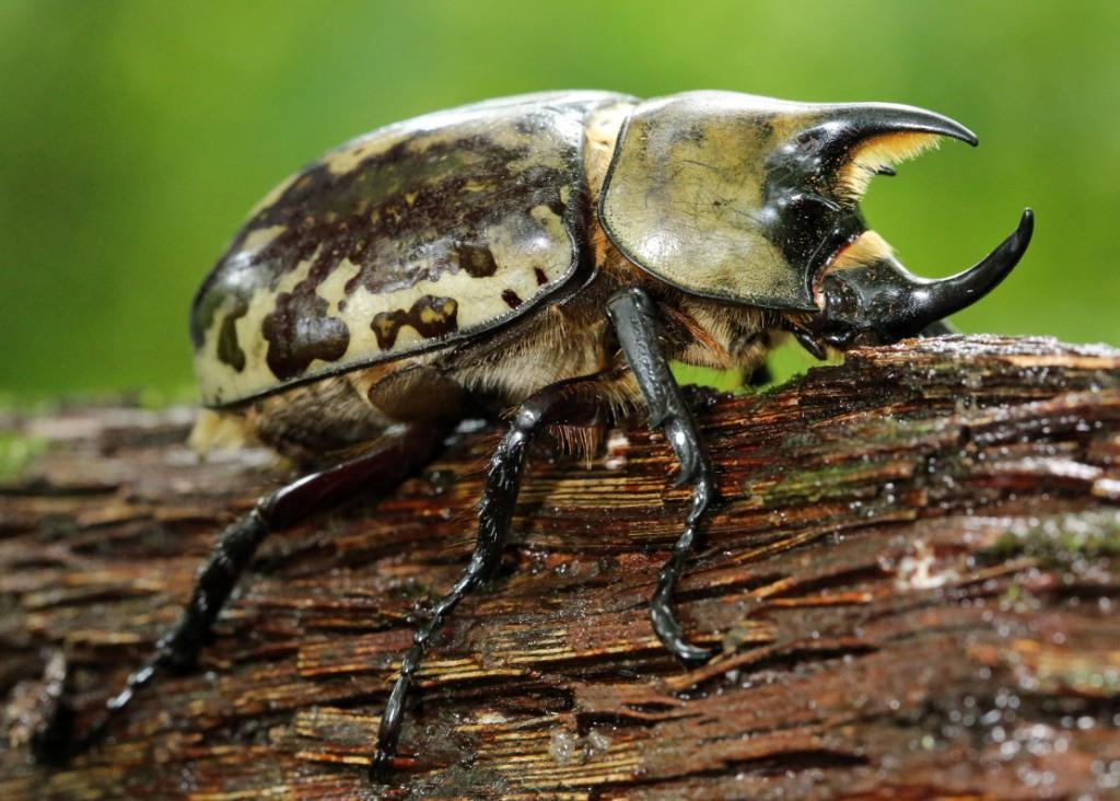 Ohio Birds and Biodiversity Eastern Hercules Beetle!