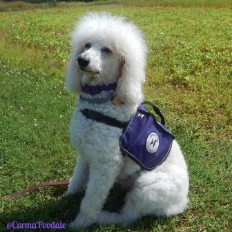 Michigan Laws On Service Dogs Michigan Laws On Service Dogs
