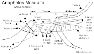 Anopheles Female Mosquito