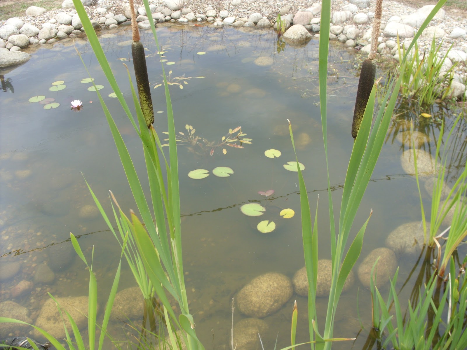 Jardim Autóctone Plantio de um charco – classificação das Jardim Autóctone Plantio de um charco – classificação das