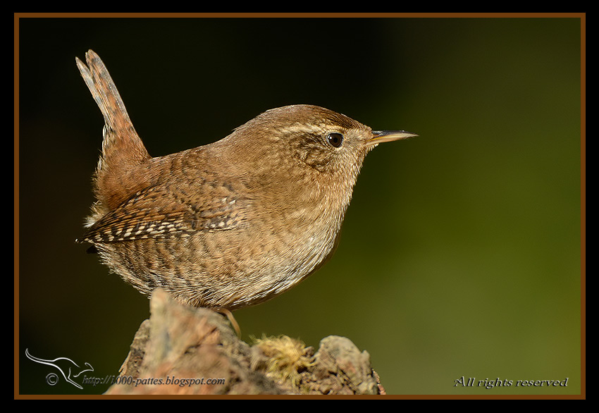 Troglodytes troglodytes - http://1000-pattes.blogspot.com