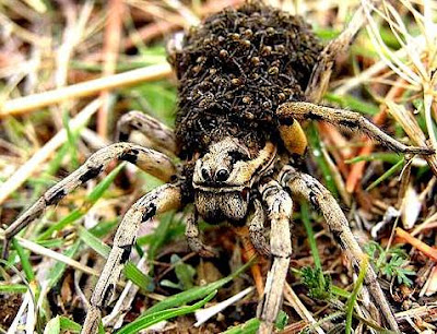 Araña con crÍas en el cuerpo Araña con crias en el cuerpo