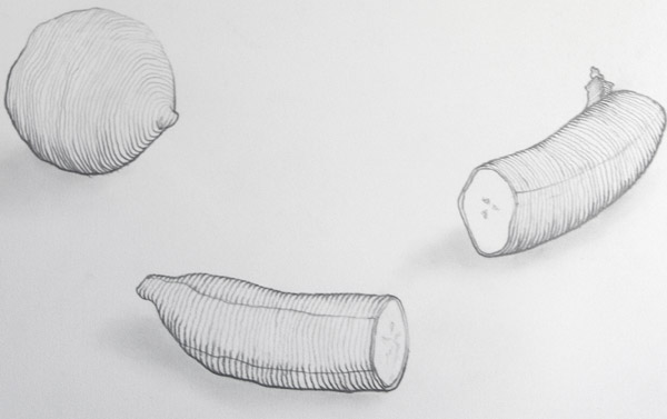 Contour Line Drawing Pdf : Basic drawing bananas pears