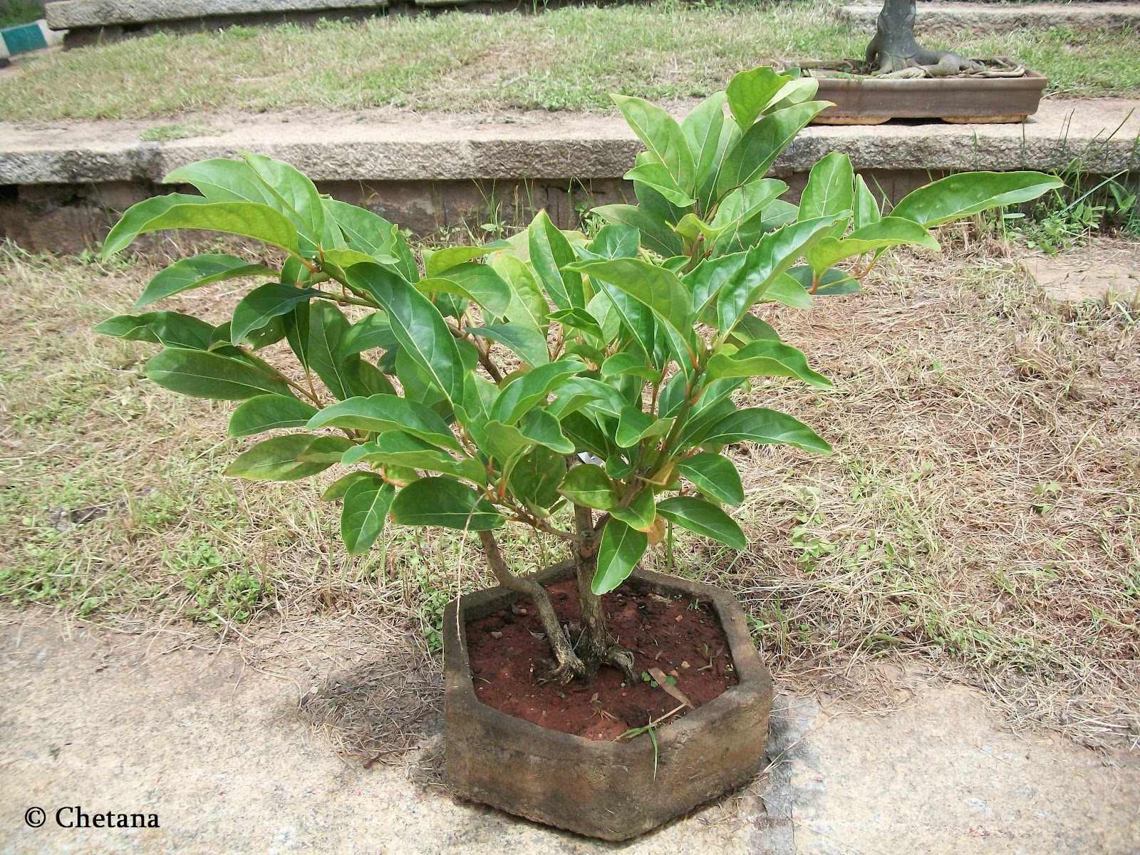 Bonsai Tree 30+ Beautiful Bonsai Jackfruit Tree Photos
