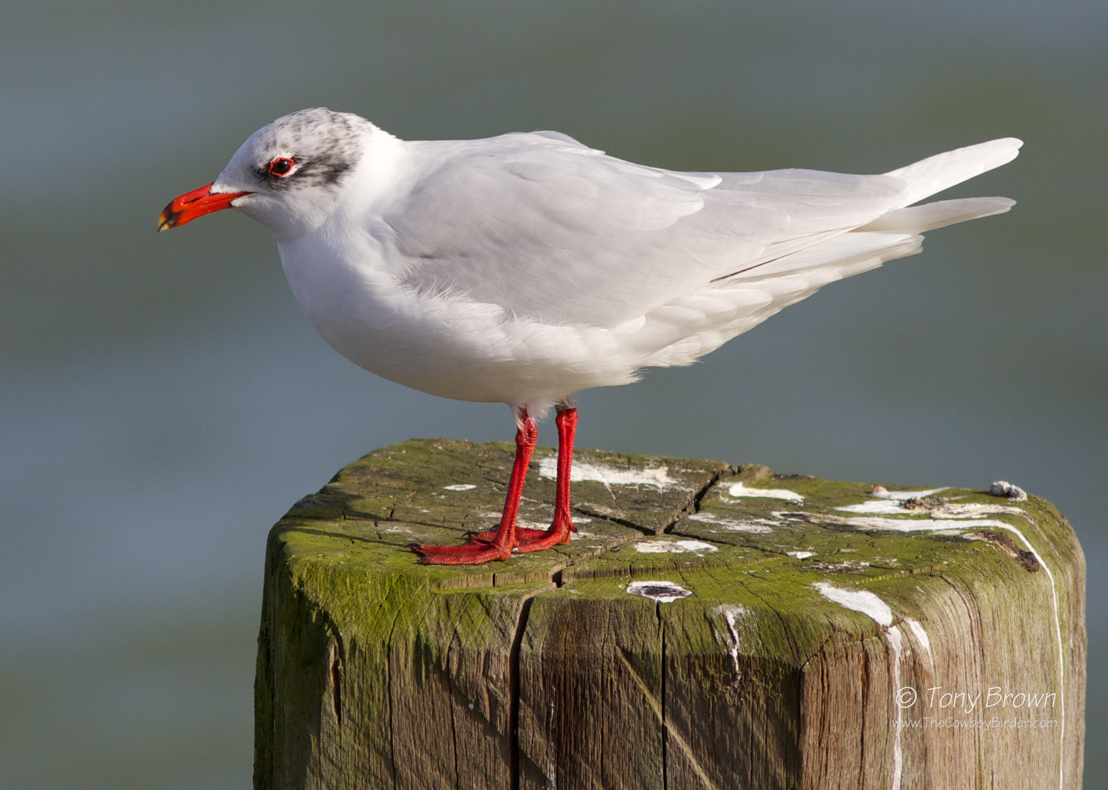 Mediterranean Gull Adult, Southend Pier, Med Gull
