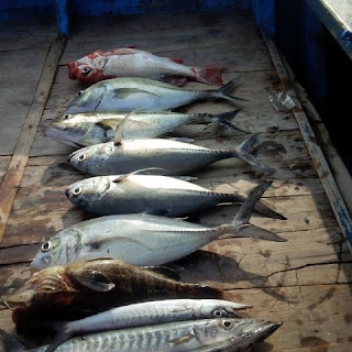 Kapal mancing camplong madura Kapal kapten rosi