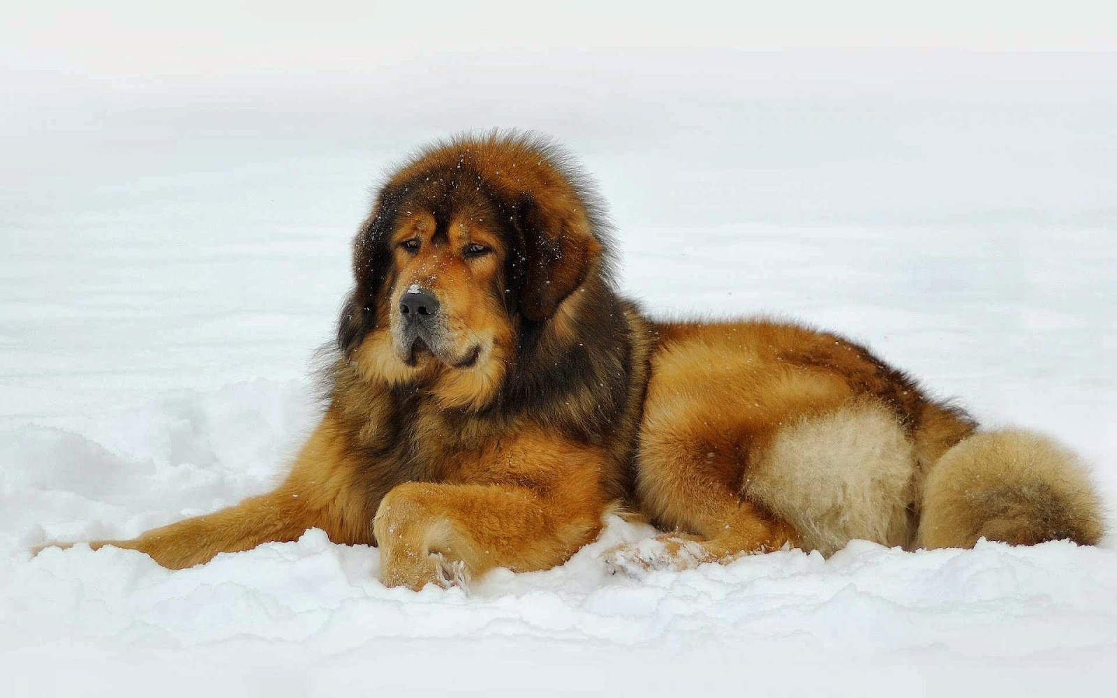 Most Expensive Dog For Sale Most Expensive Dog For Sale