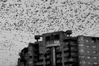 crows in the city