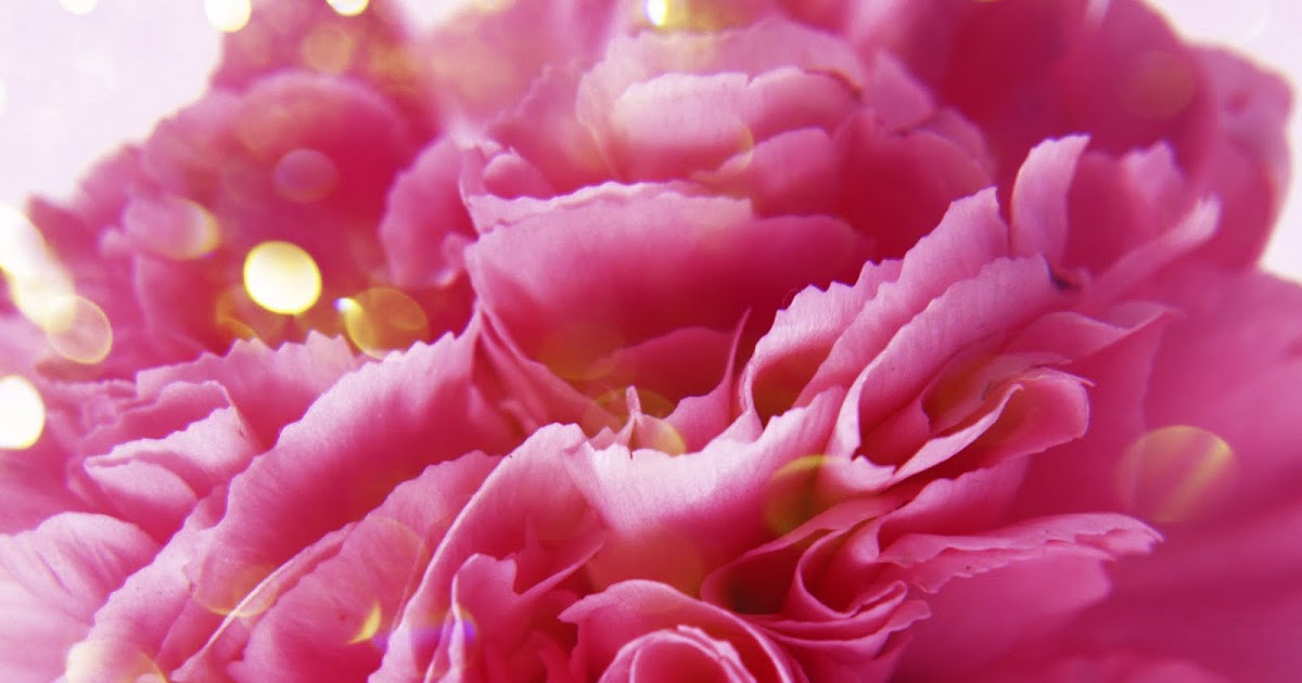 Golden Dew's Travel Journey Peony Flower ( The King of Flowers )