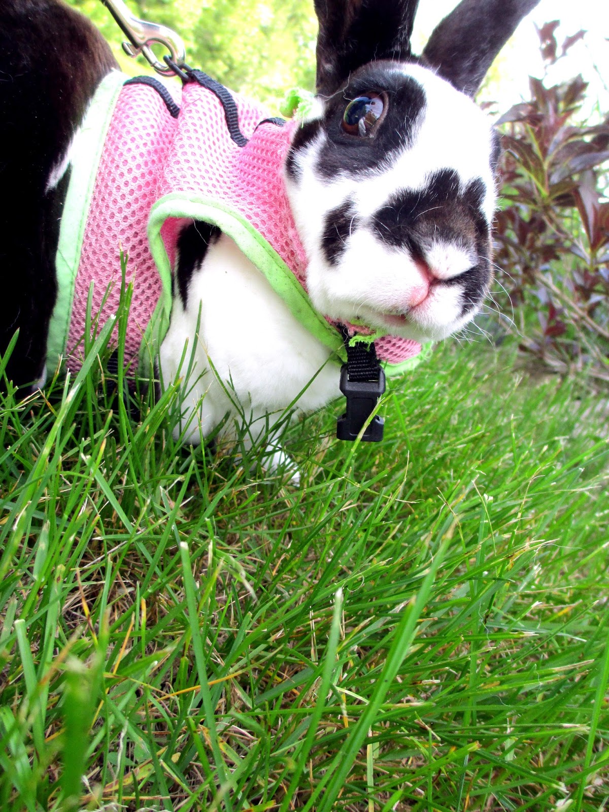 Close Encounters of the Furry Kind On a Nice Quiet Rabbit Stroll