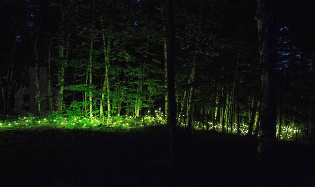 2. ...if you dare! - Am I Dreaming? This Park Turns Into An Illuminated Forest At Night. 2. ...if you dare! - Am I Dreaming? This Park Turns Into An Illuminated Forest At Night.