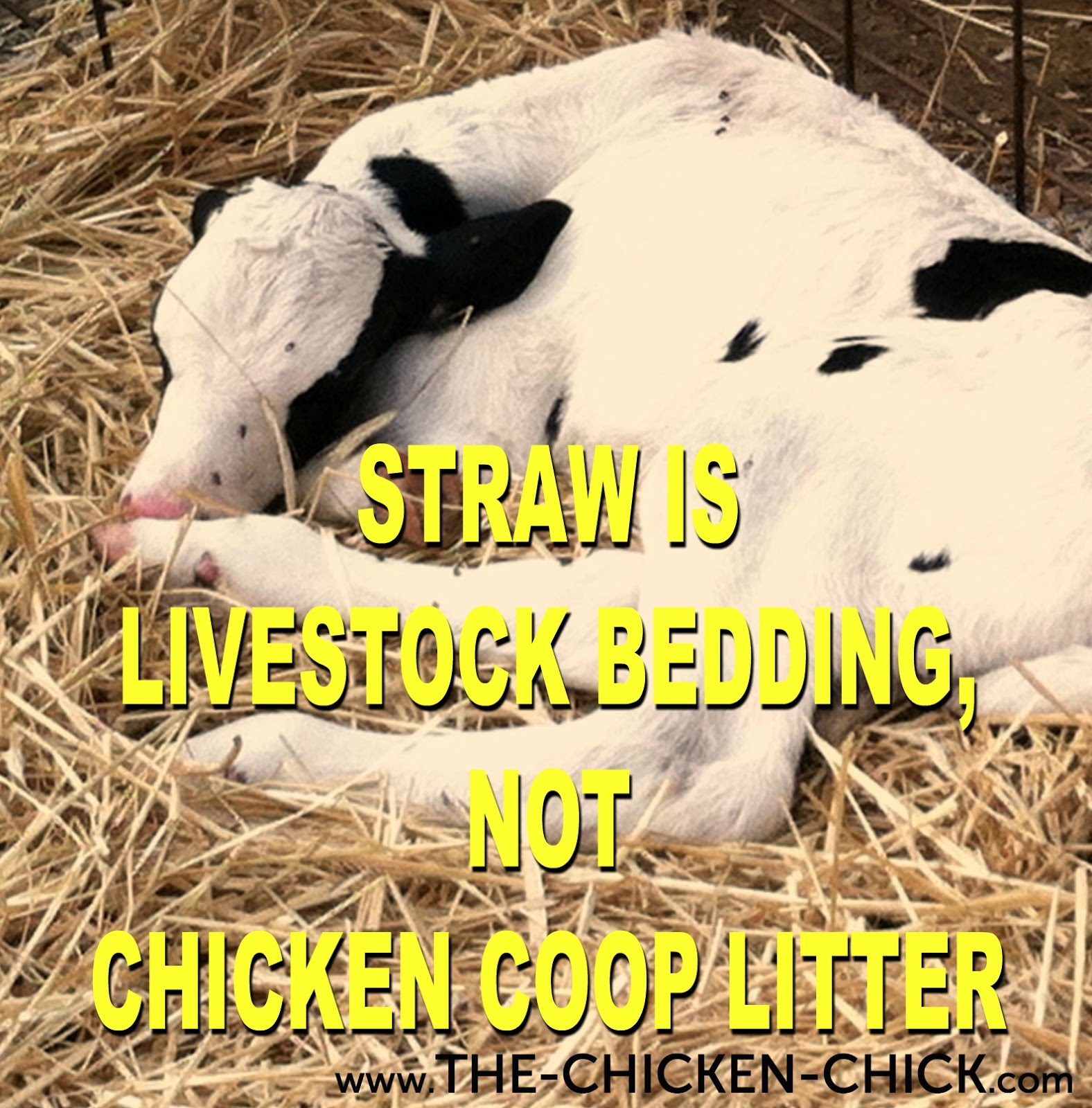 Reasons Straw Does Not Belong in Chicken Coops The Chicken Chick®
