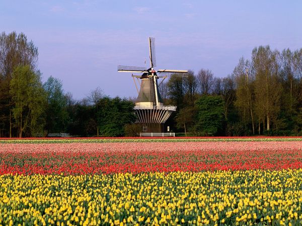 صور لحديقة كيوكينهوف Keukenhof أكبر و أجمل حديقة أزهار في العالم صور لحديقة كيوكينهوف Keukenhof أكبر و أجمل حديقة أزهار في العالم