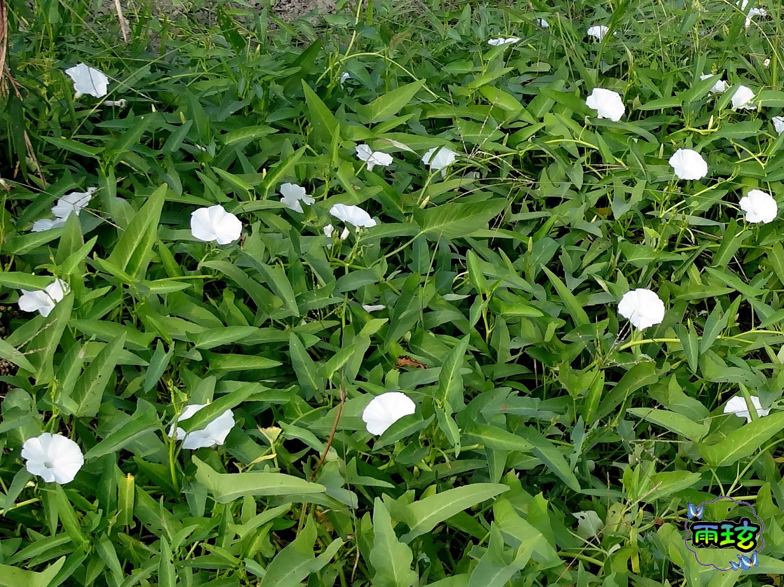 蕹菜 空心菜 雨玹 隨意窩xuite日誌