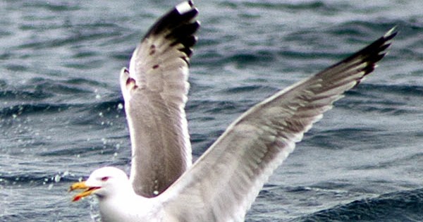 Yaşatılan Sözler Bir adam bir lokantaya gitmiş, martı eti sipariş