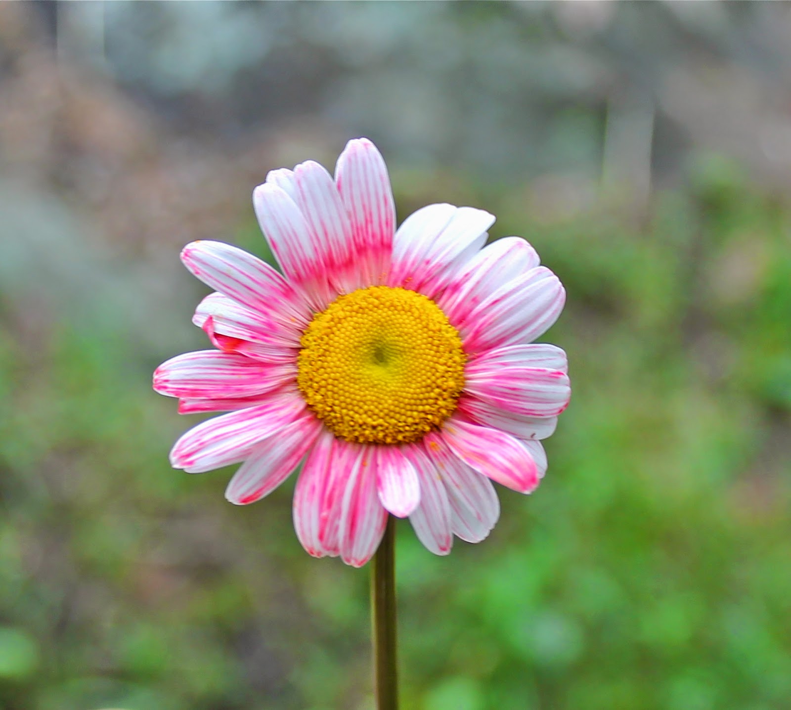 Twig and Toadstool Rainbow Dyed Daisies