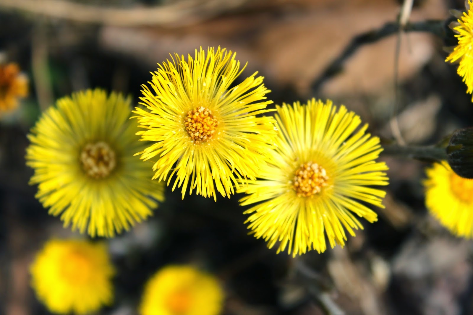 Remains of the Day: Wildflower Wednesday ~ June 10, 2015 ...